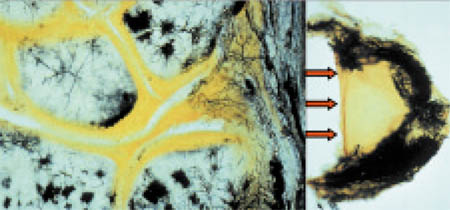 fig1