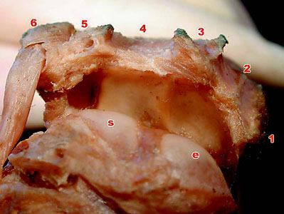 Fig_5