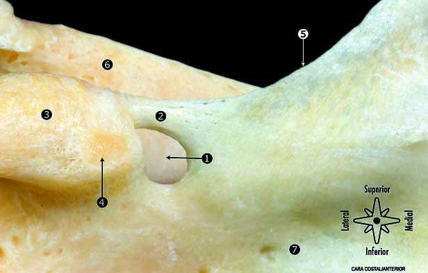 fig6