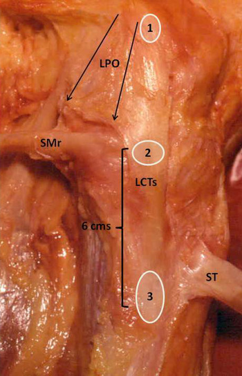 Fig1