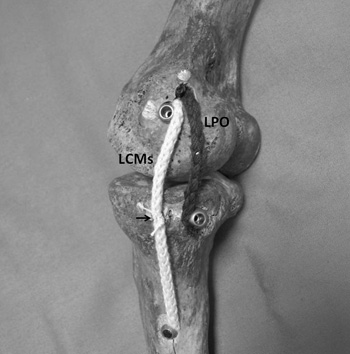 Fig2copy